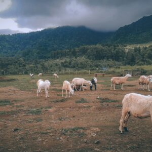 Qurban Project 1446H / 2025